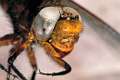 Libellula depressa